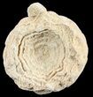Flower-Like Sandstone Concretion - Pseudo Stromatolite #62230-1